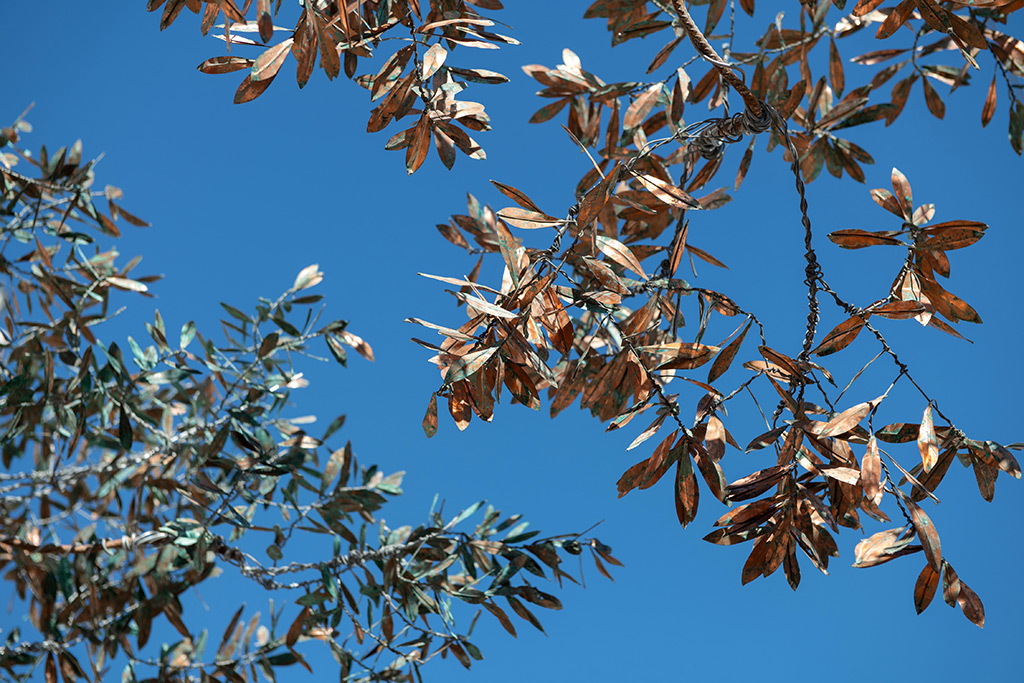Der Baum wächst – im Freiluft-Atelier von Nihad Dabeet auf der Straße in Ramle.