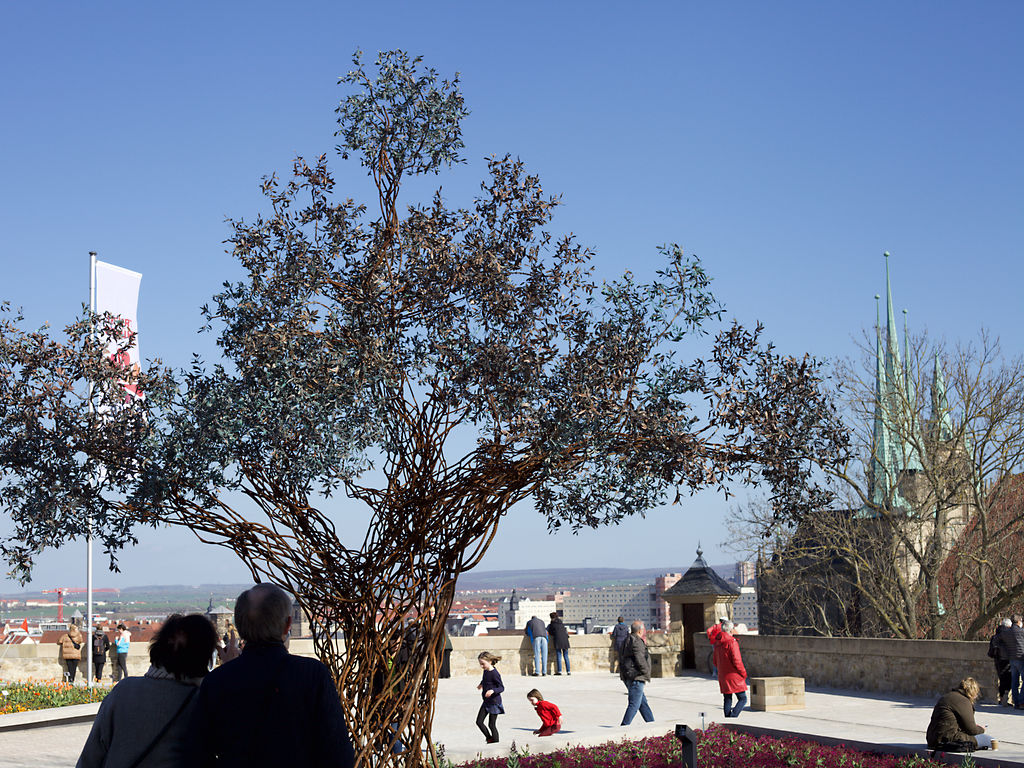 Der Paradiesbaum kann sich über viele interessierte Menschen freuen welche diesen einzigartigen Ort auf dem Petersberg besuchen. (© ACHAVA e. V.)
